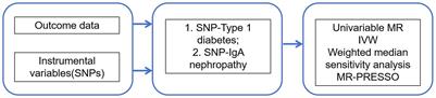 The association between type 1 diabetes mellitus and the risk of immunoglobulin A nephropathy: a Mendelian randomization study